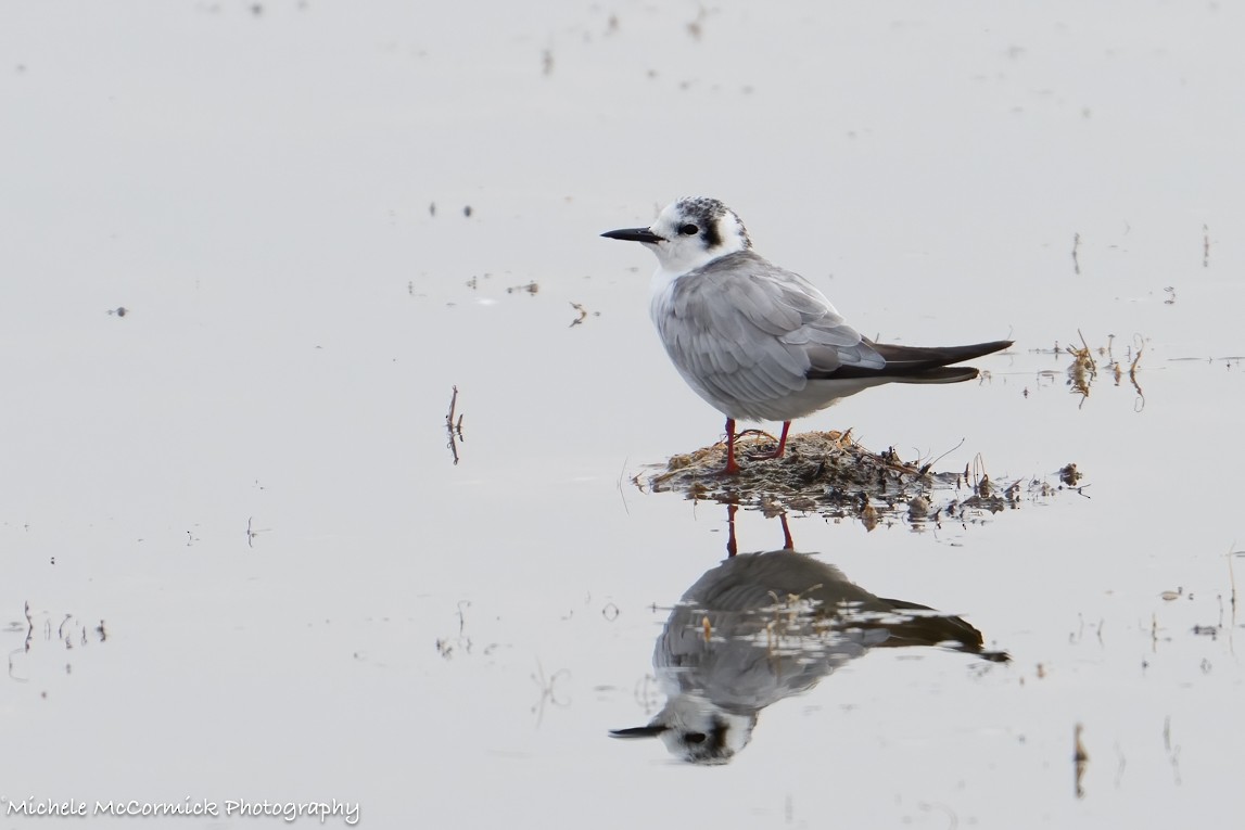 White-winged Tern - ML642908333