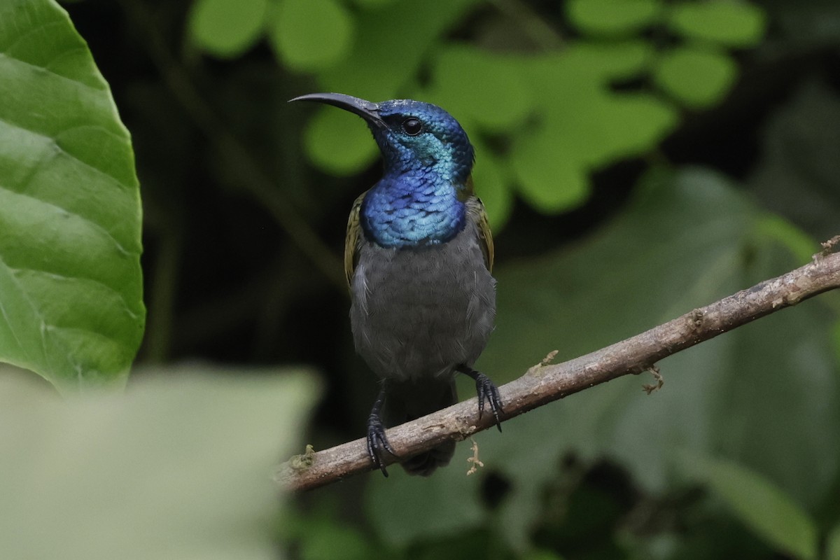 Green-headed Sunbird - ML642908340