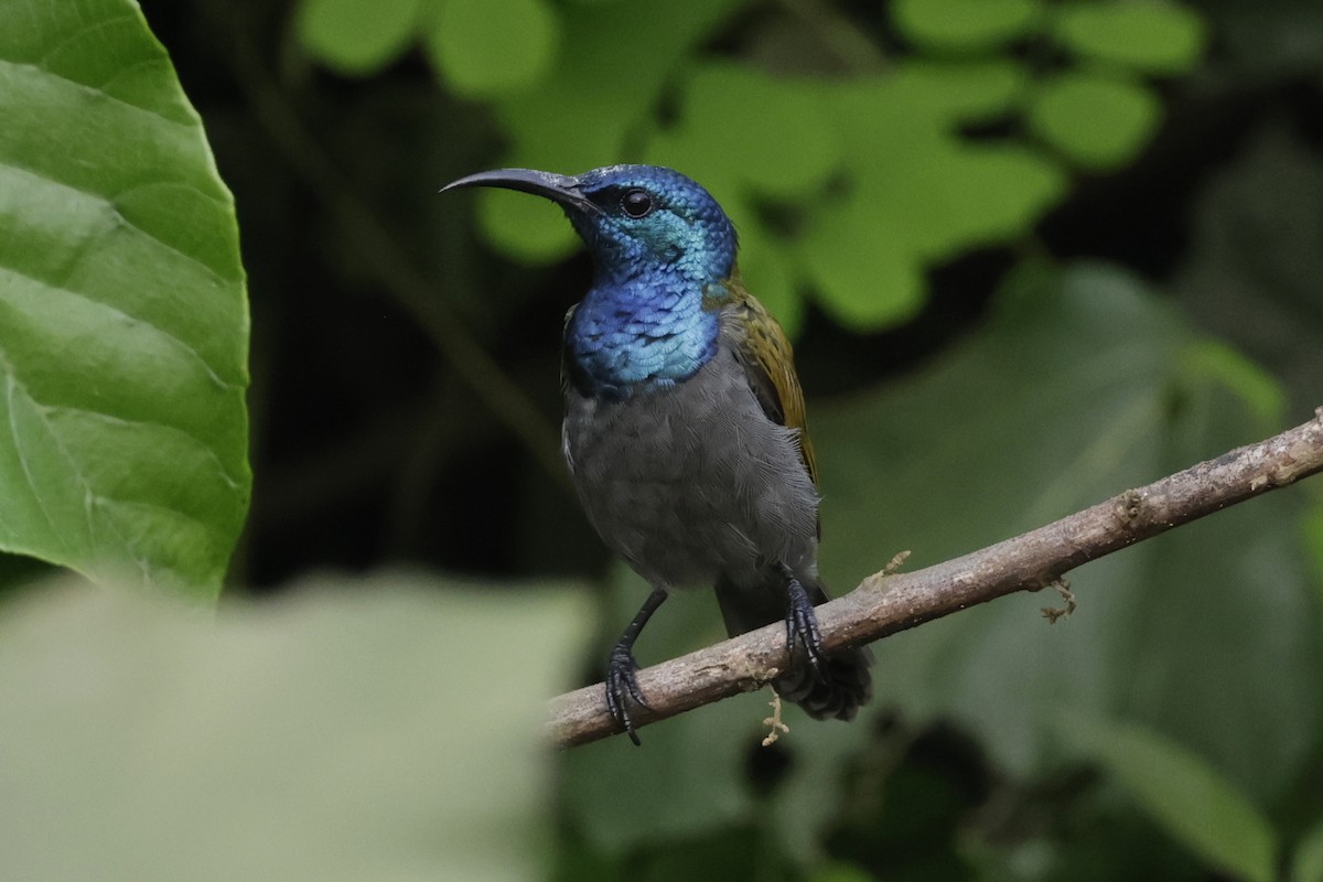 Green-headed Sunbird - ML642908341
