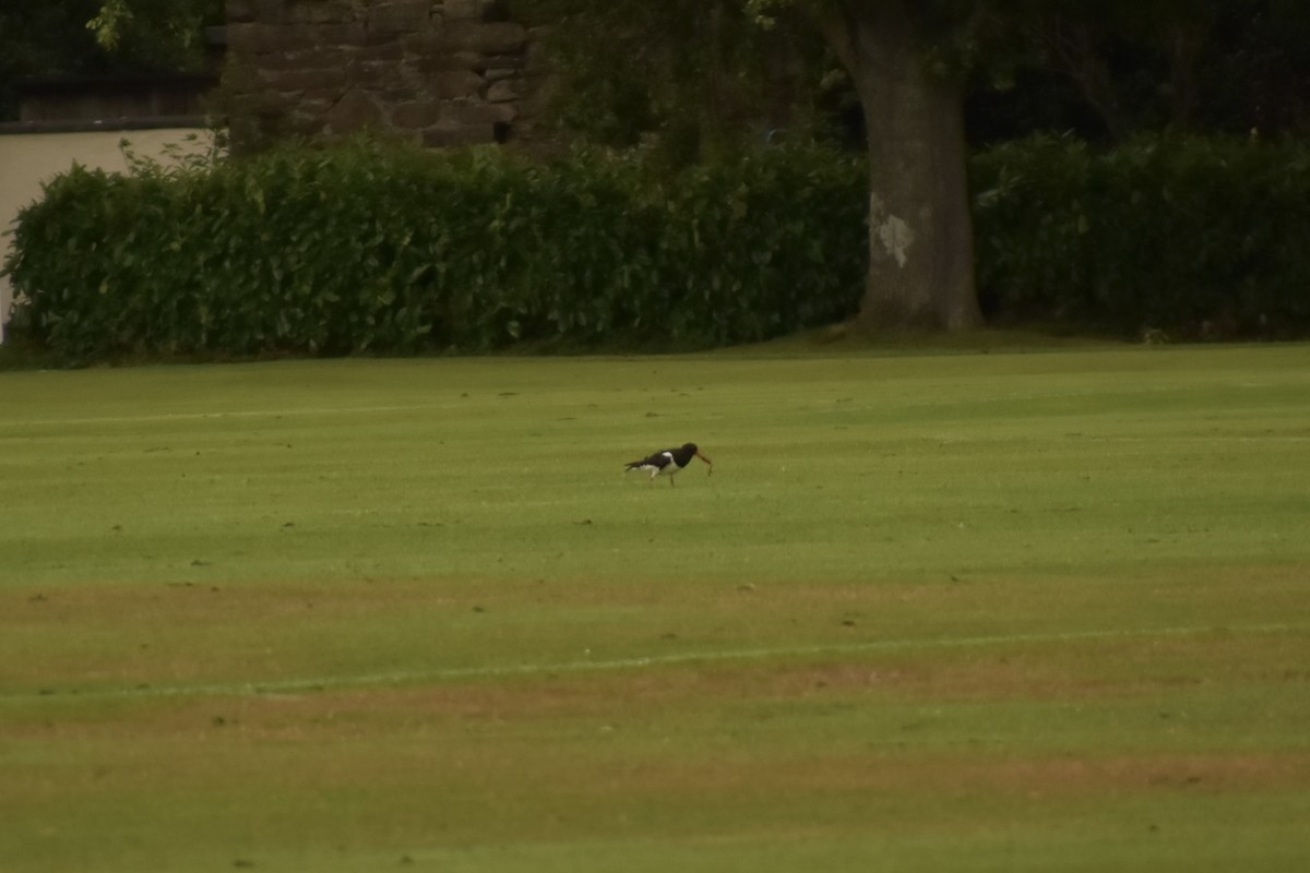 Eurasian Oystercatcher - ML642908342