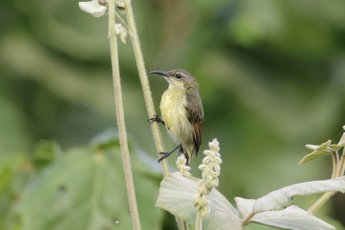 Olive-bellied Sunbird - ML642908351