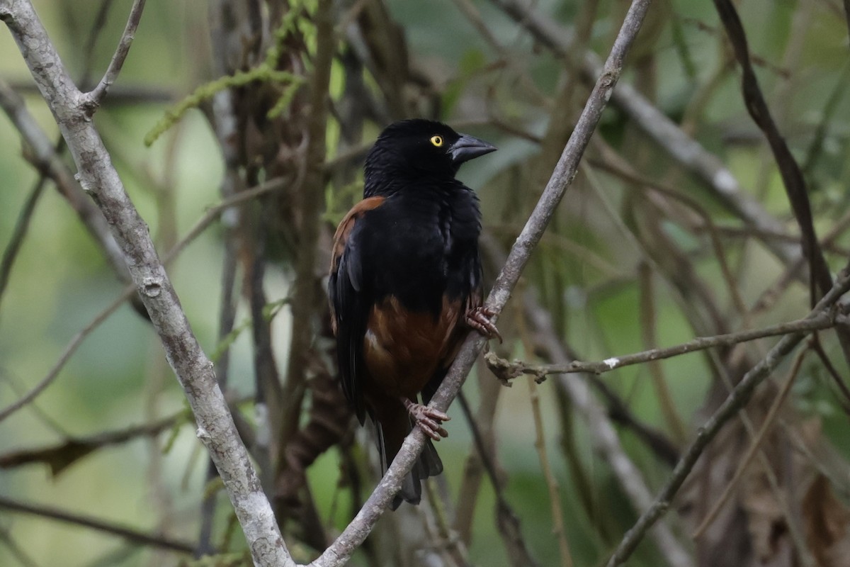 Chestnut-and-black Weaver - ML642908357