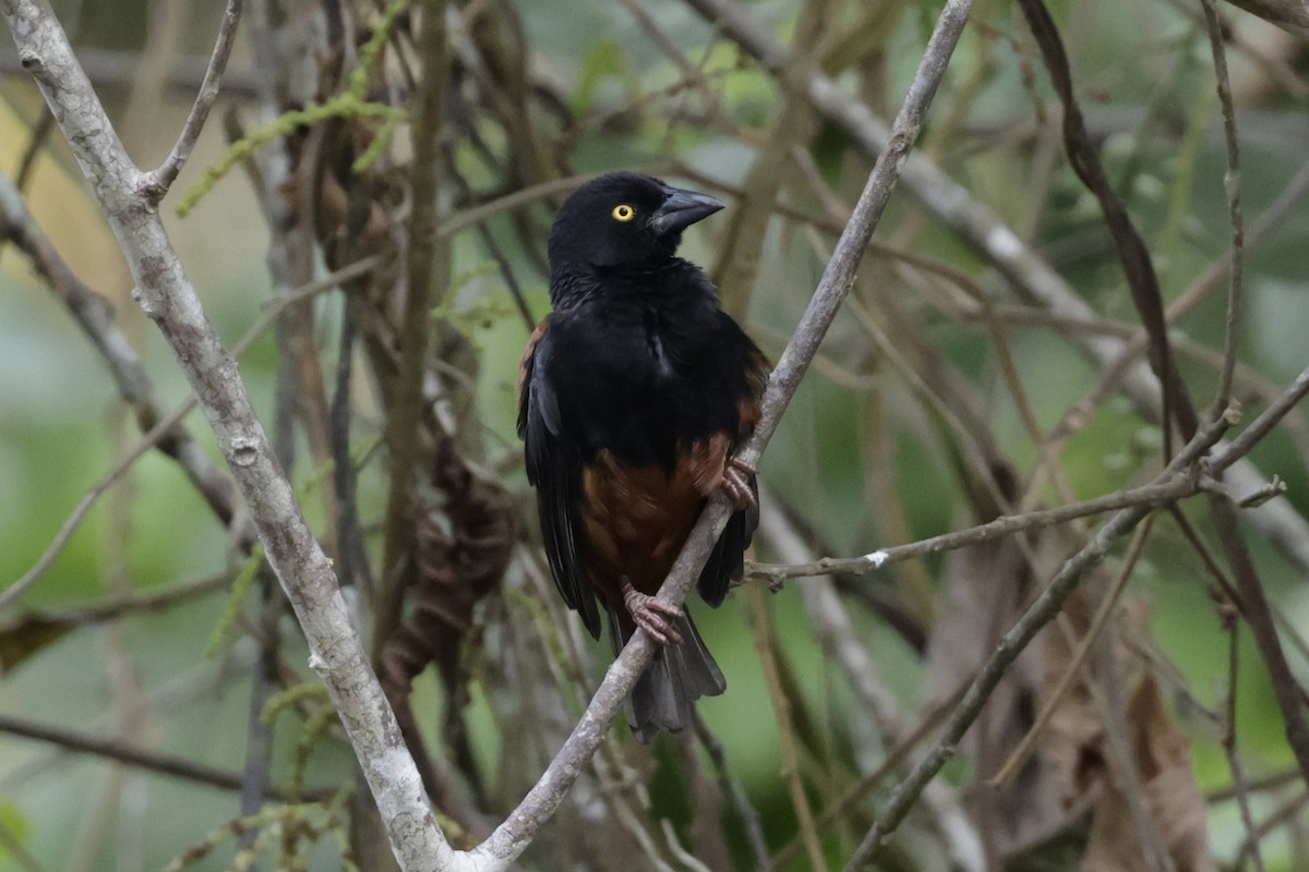 Chestnut-and-black Weaver - ML642908358