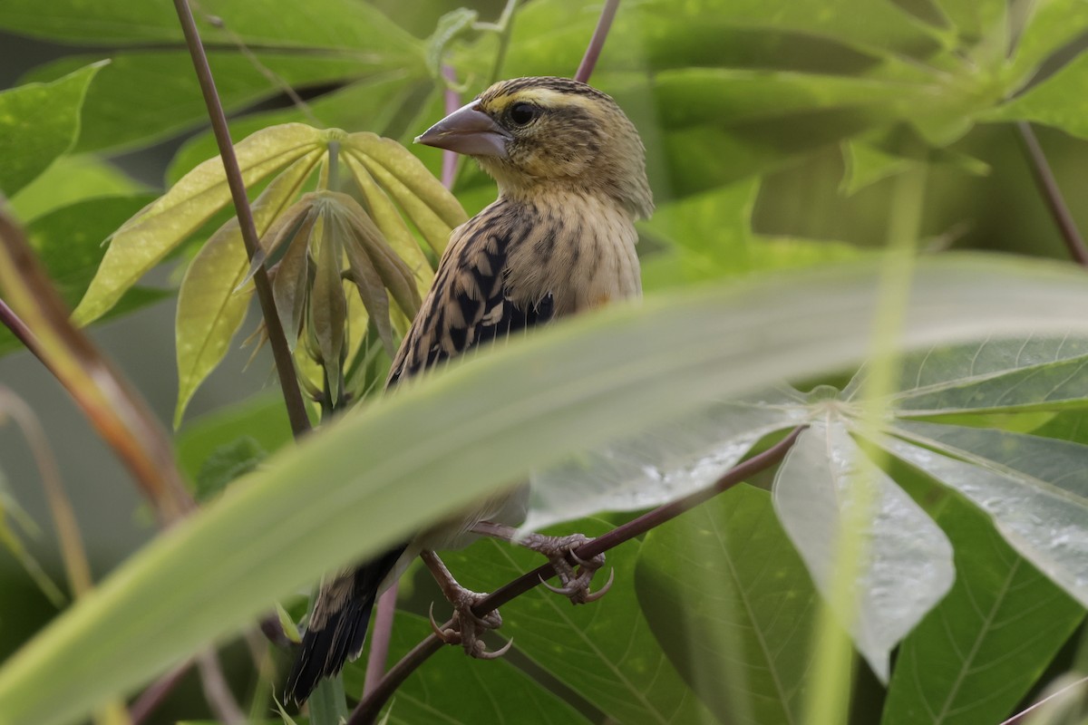Black-winged Bishop - ML642908364
