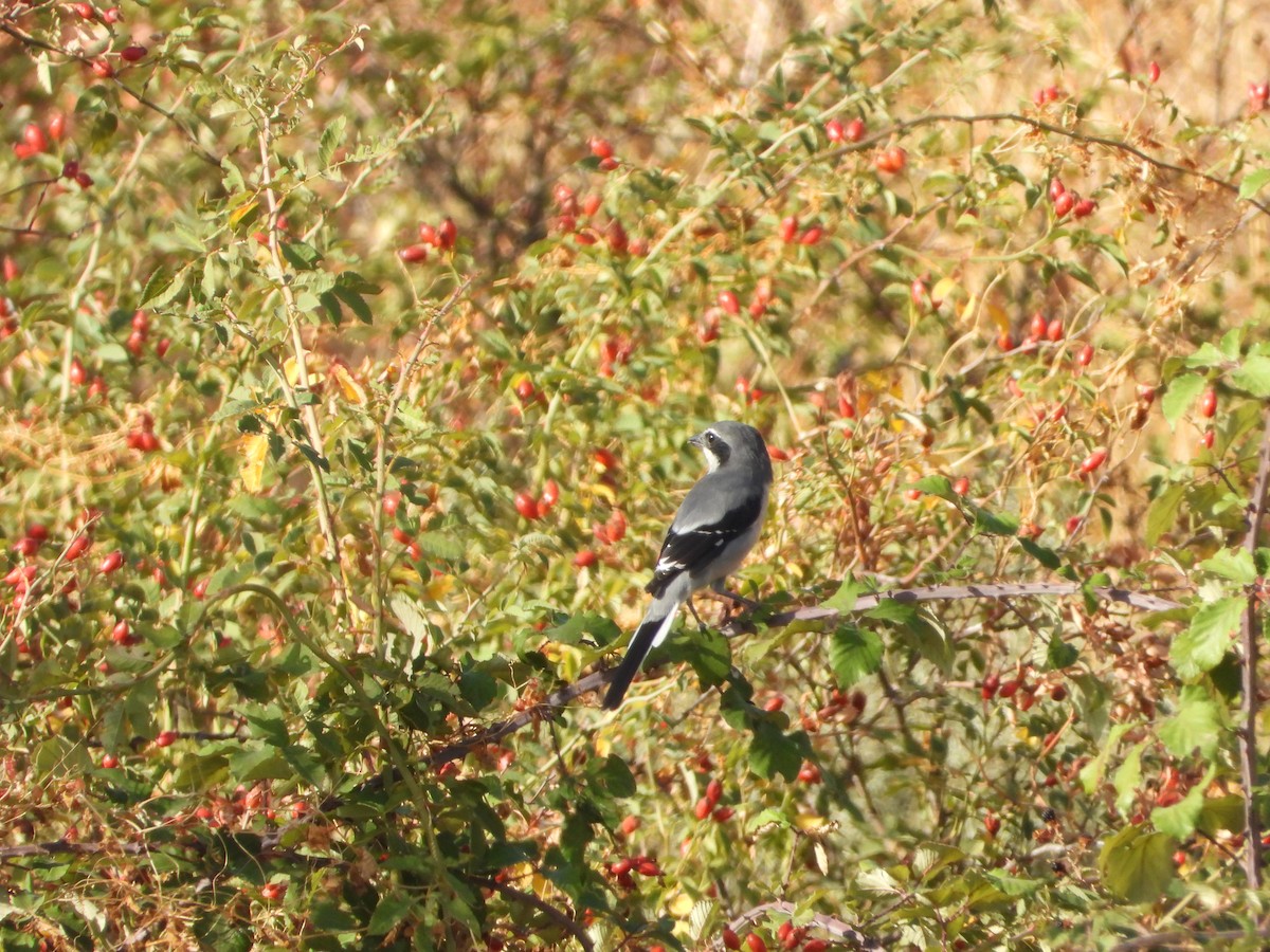 Iberian Gray Shrike - ML642908368