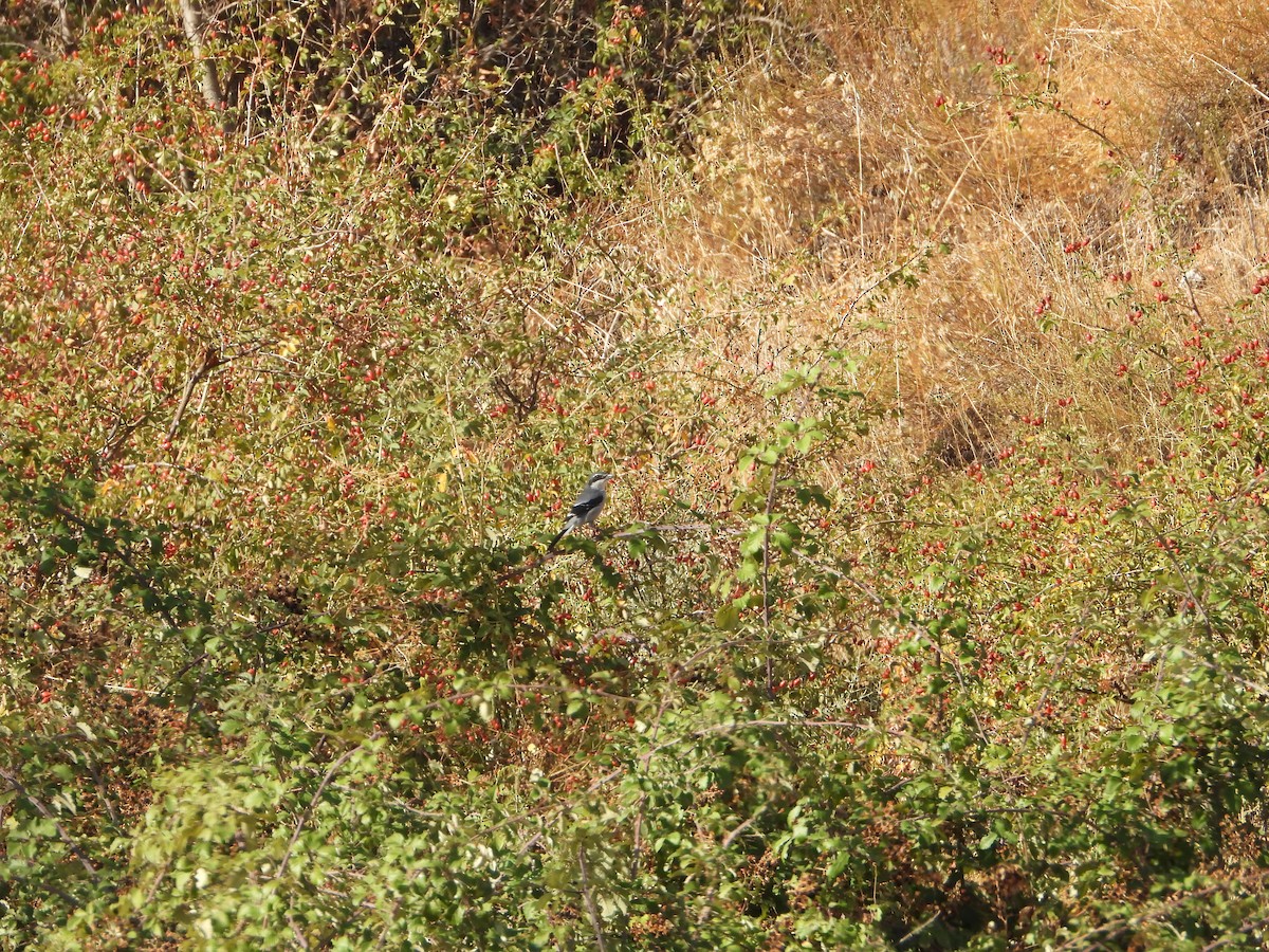 Iberian Gray Shrike - ML642908369