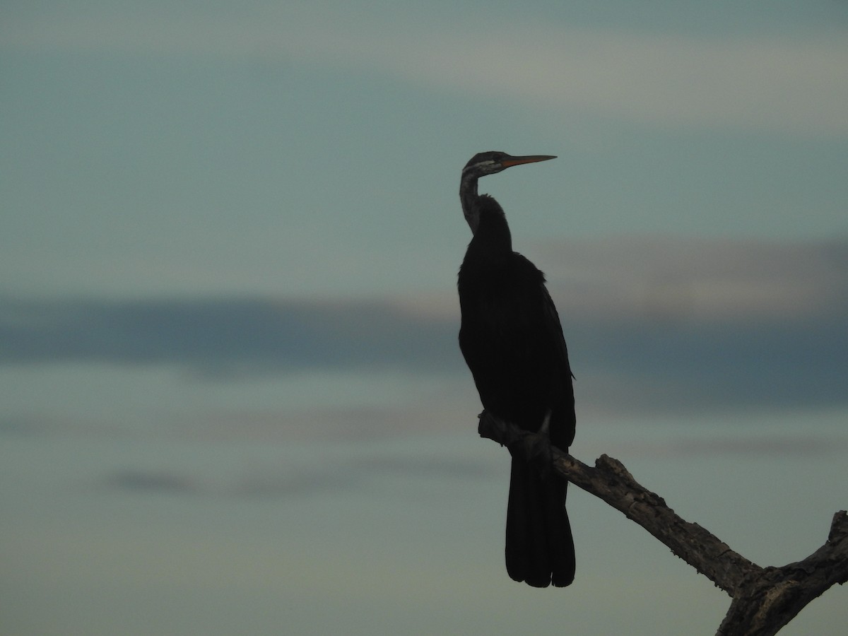 Oriental Darter - ML642908386
