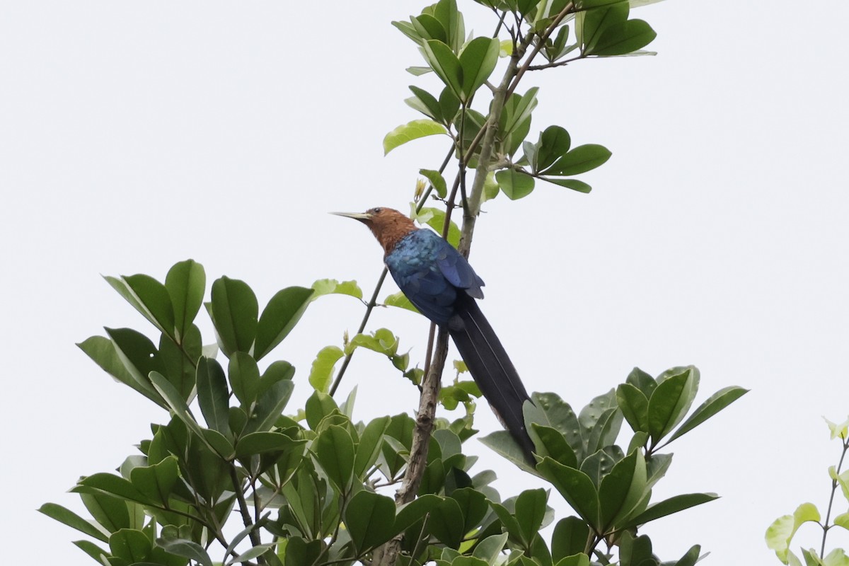 Слотняк рудоголовий - ML642908390