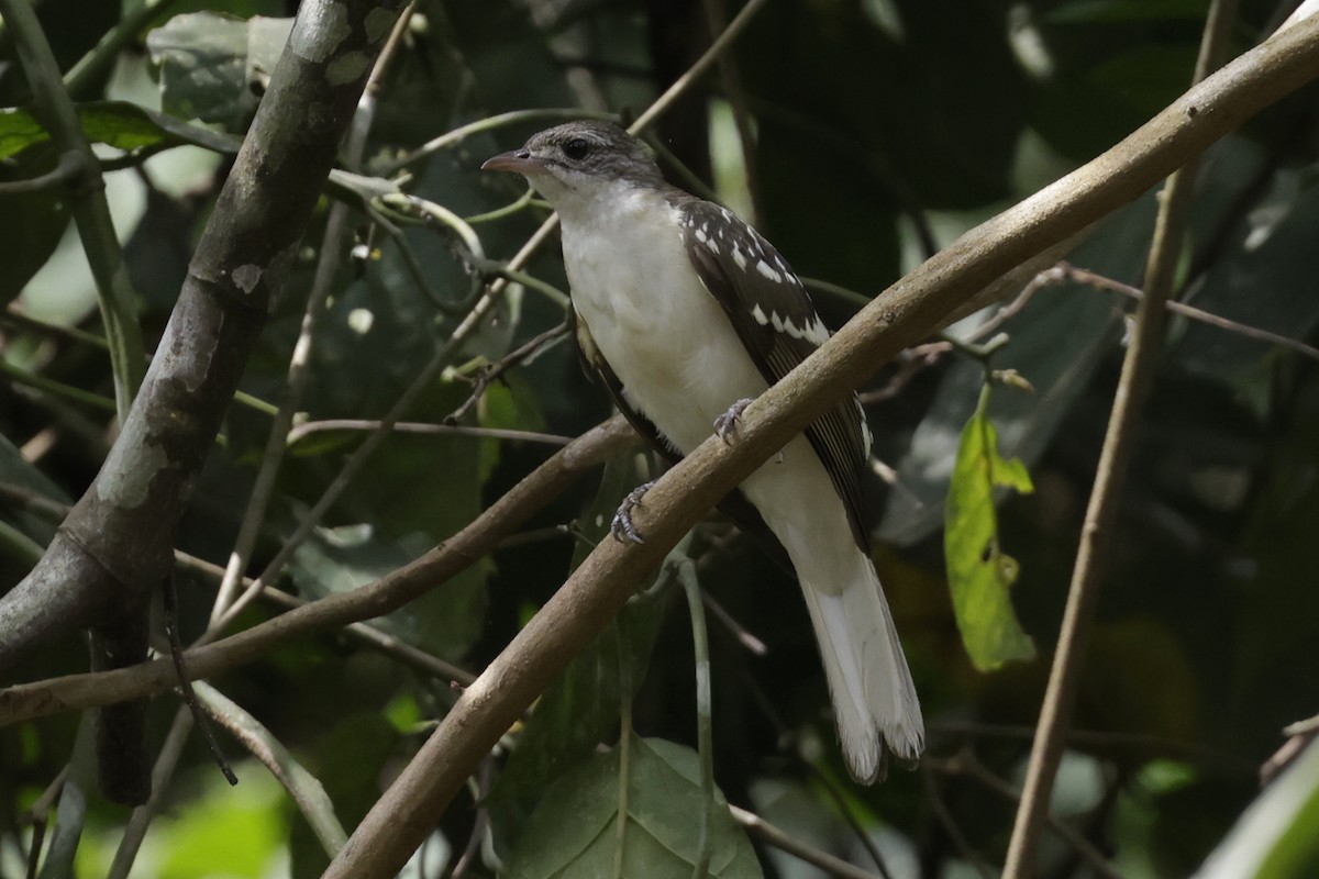 Spotted Greenbul - ML642908392