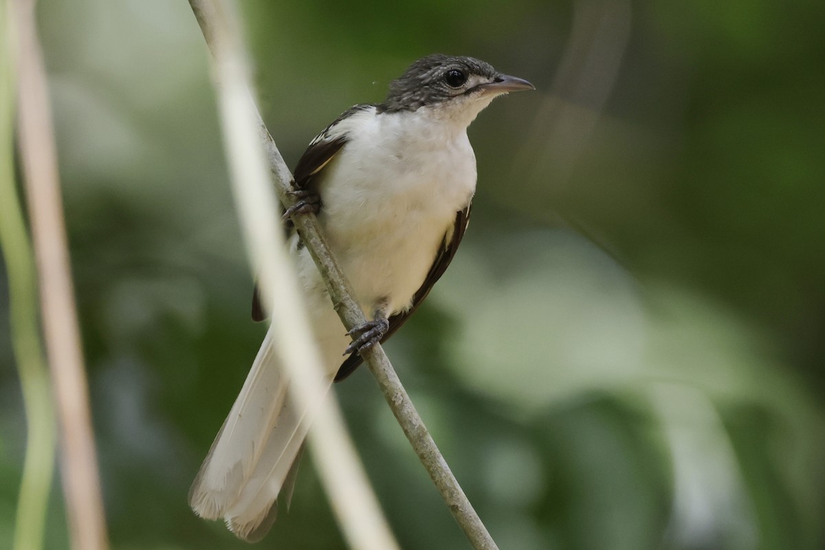 Spotted Greenbul - ML642908393