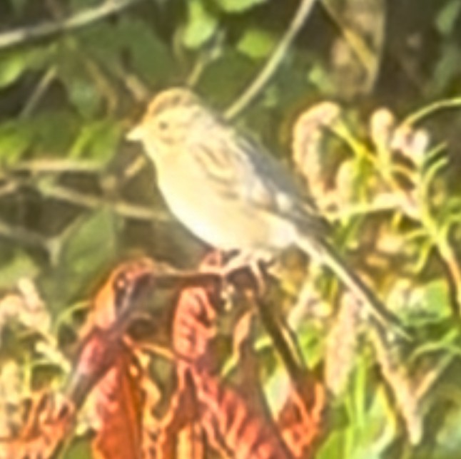 ウスヒメドリ - ML642908434