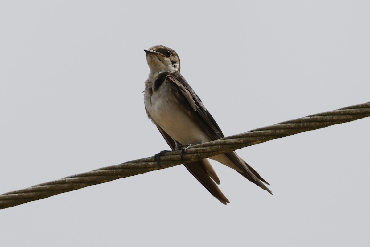 Ясківка червоноброва - ML642908452