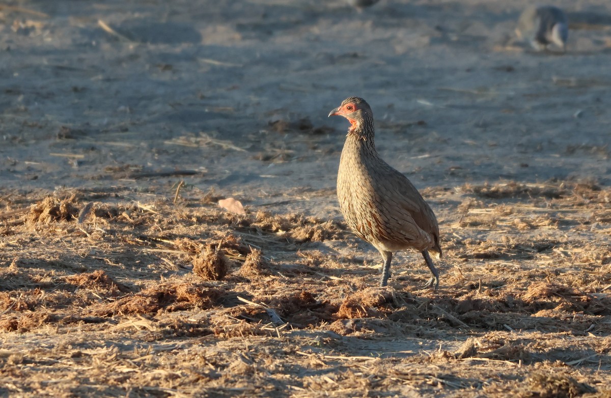 Swainson's Spurfowl - ML642908460