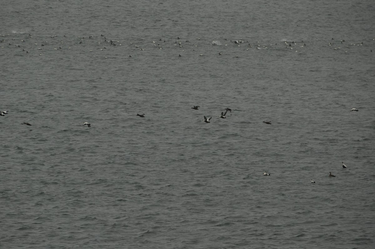 Common Eider - ML642908461