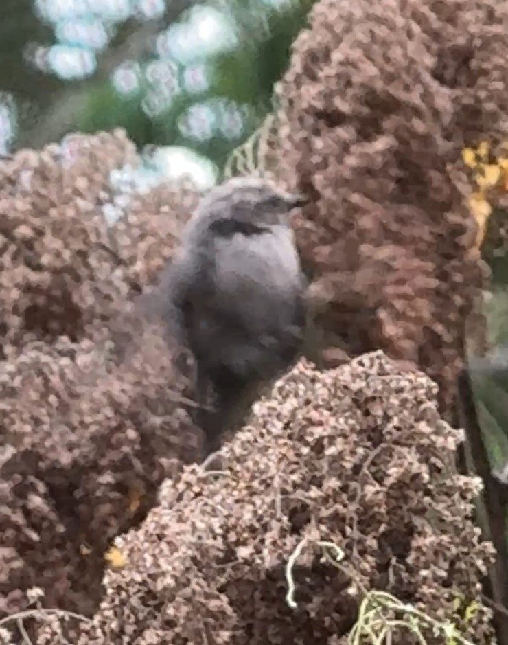 Bushtit - ML642908466