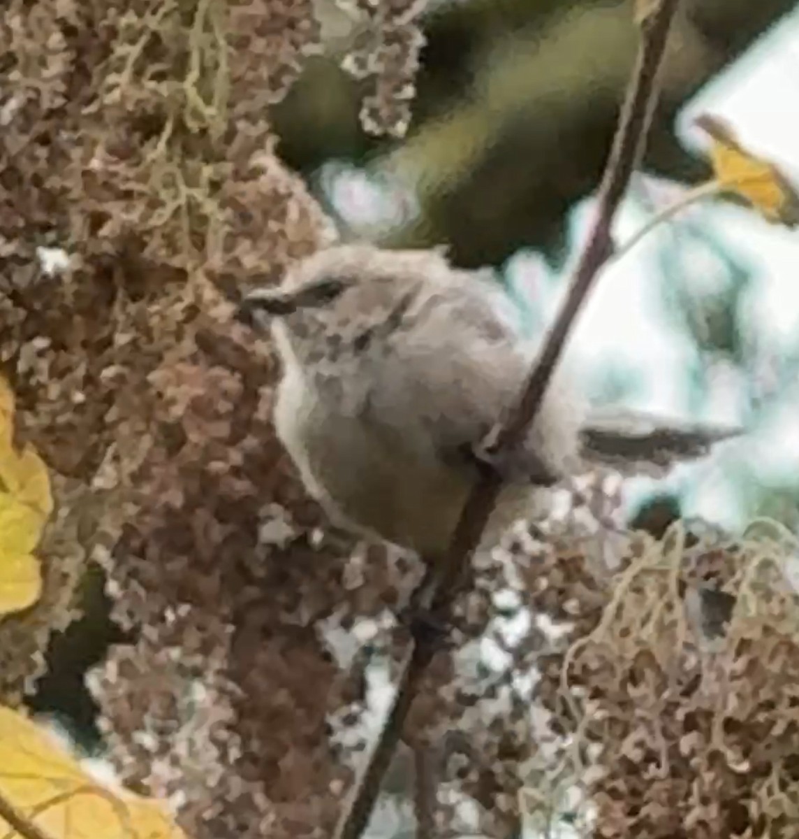 Bushtit - ML642908467