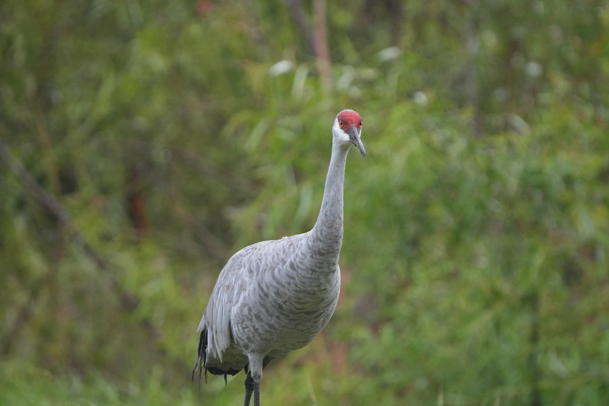 Sandhill Crane - ML642908469