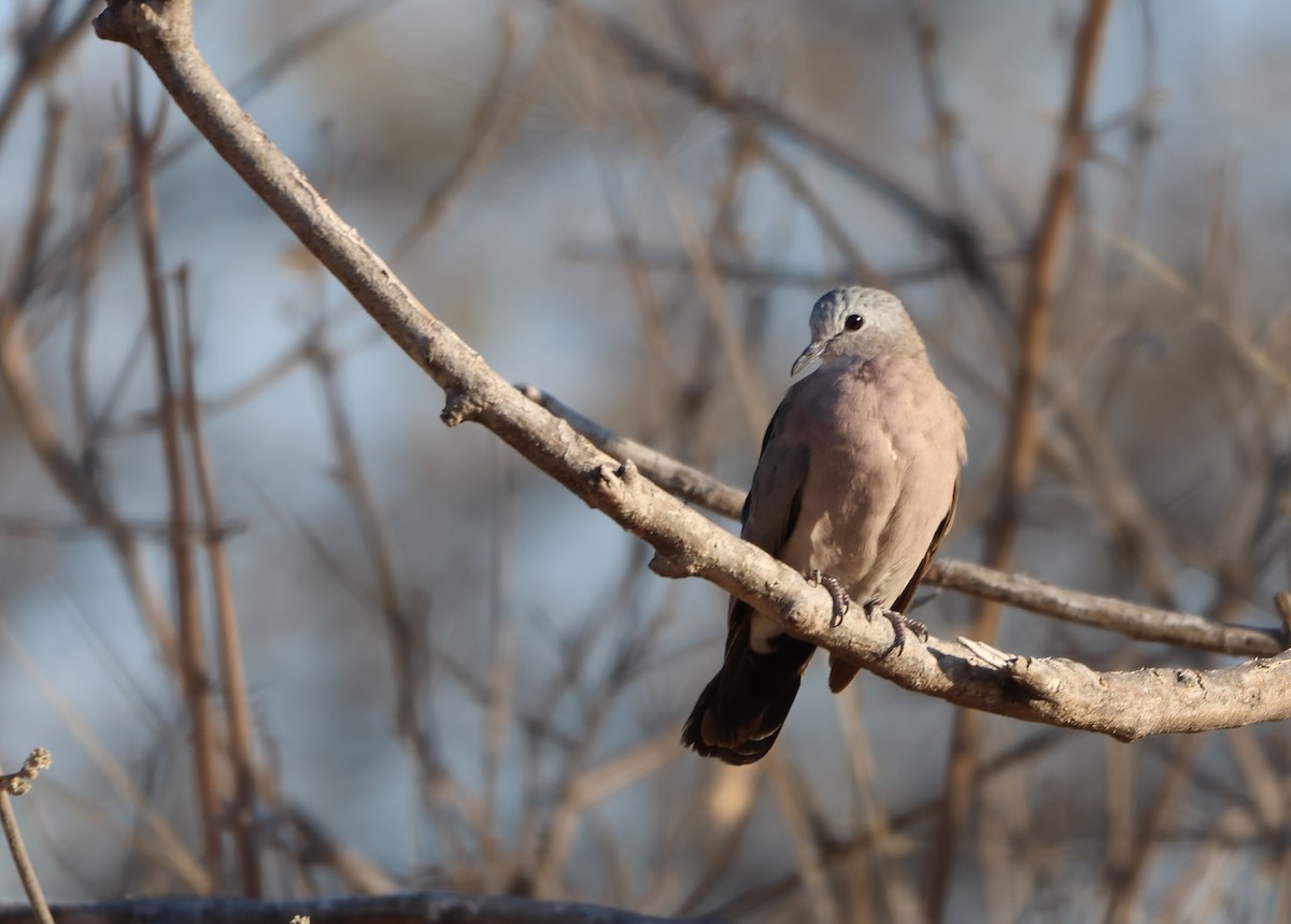 Emerald-spotted Wood-Dove - ML642908470