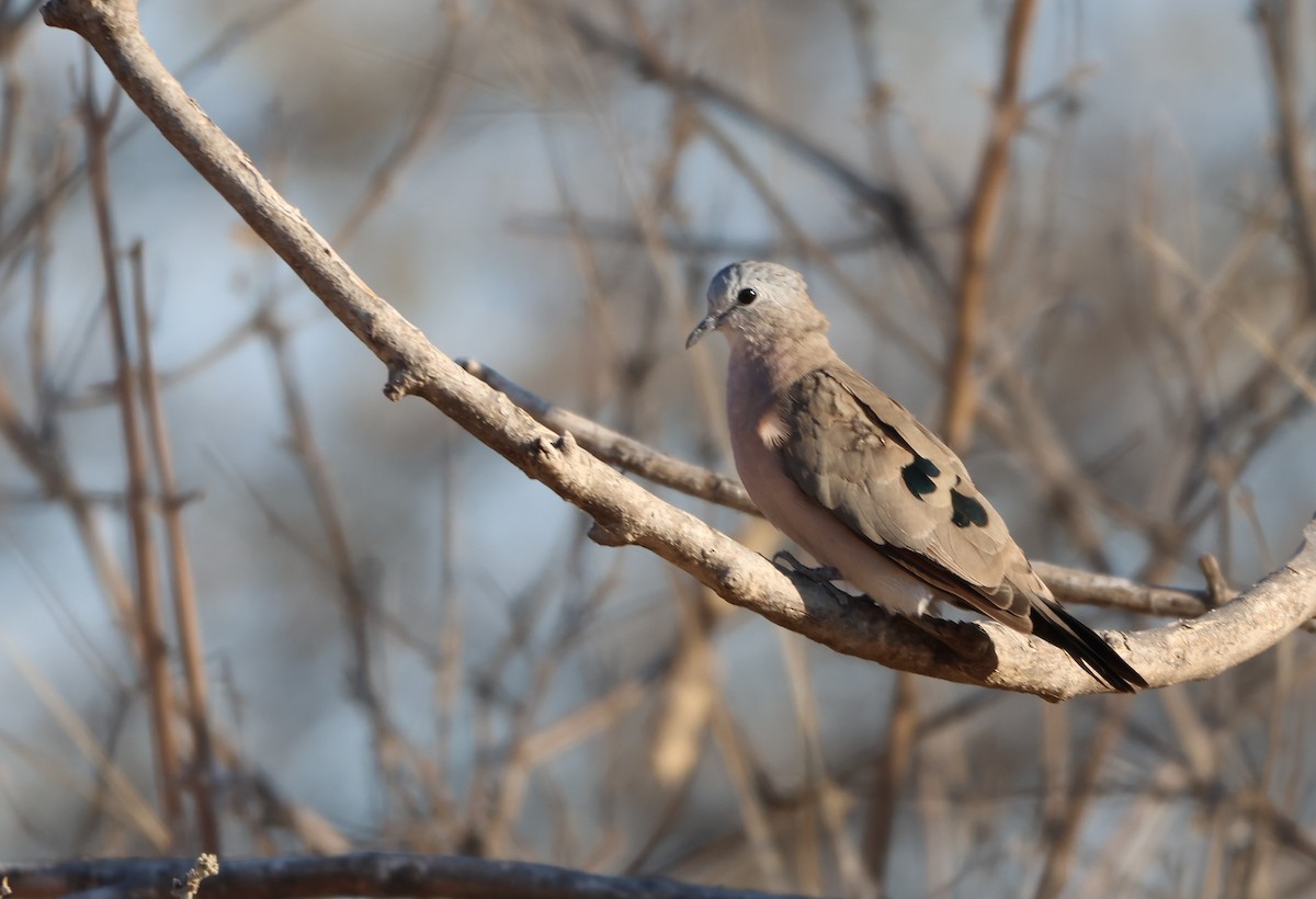 Emerald-spotted Wood-Dove - ML642908471