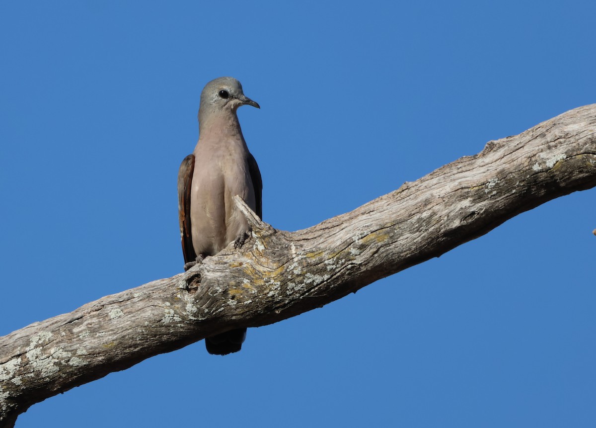 Emerald-spotted Wood-Dove - ML642908472