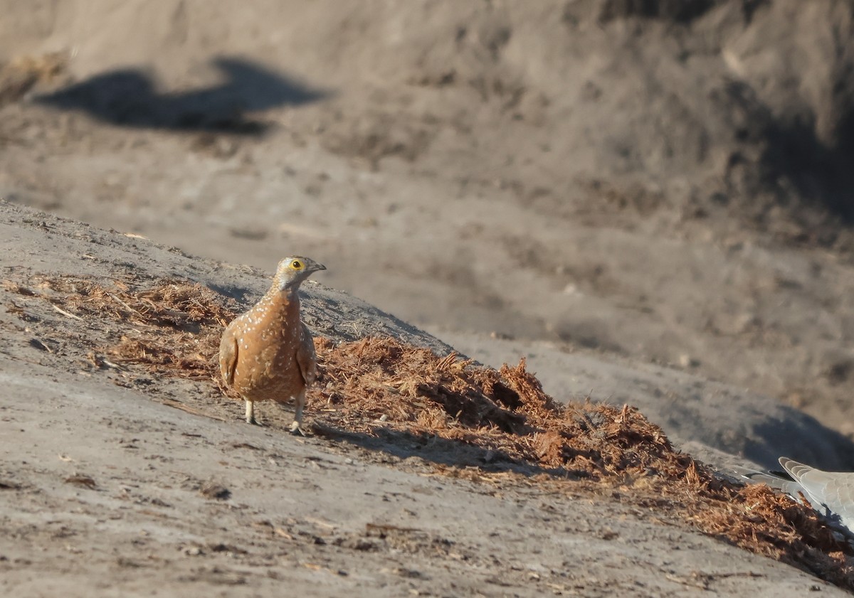 Burchell's Sandgrouse - ML642908487