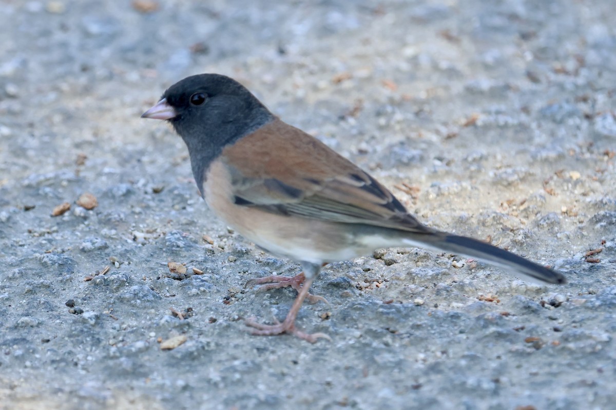 Dark-eyed Junco (Oregon) - ML642908490