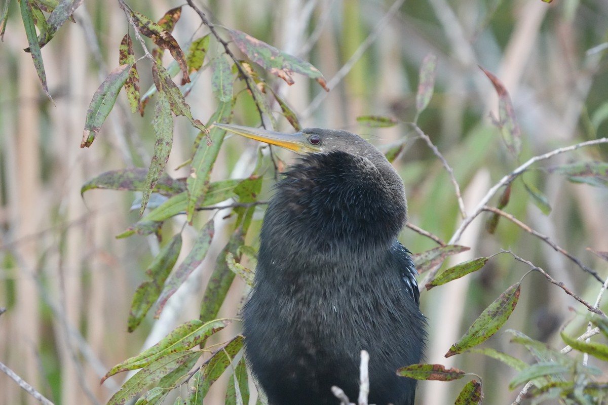 Anhinga - ML642908491