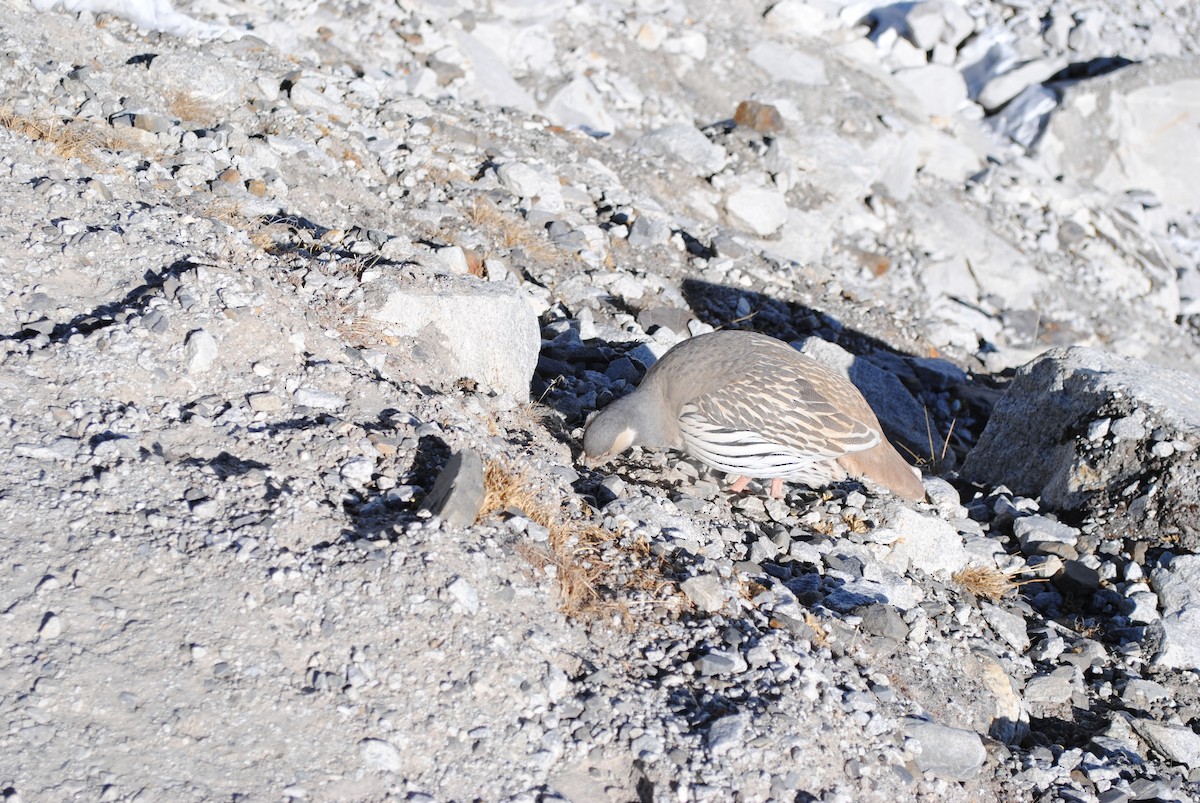 Tibetan Snowcock - ML642908522