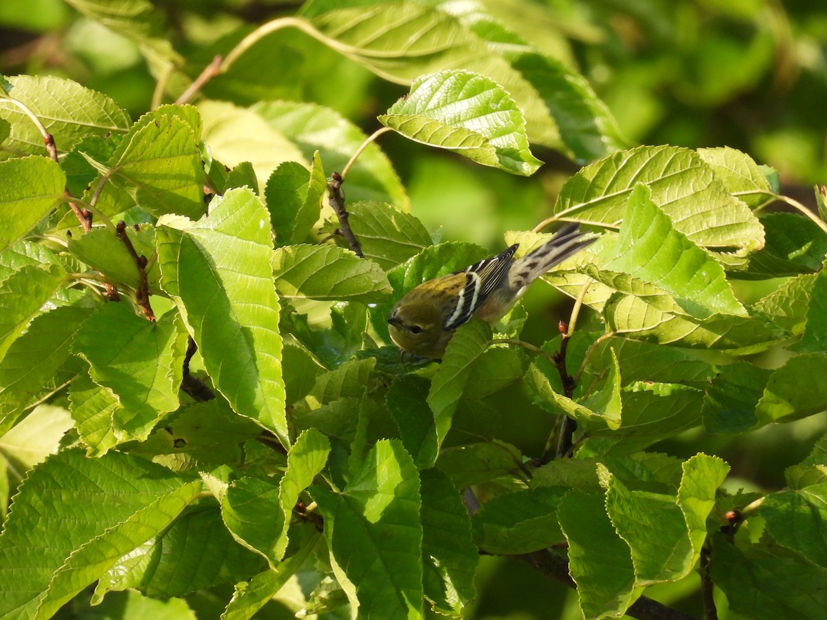 kastanjeparula - ML642908523