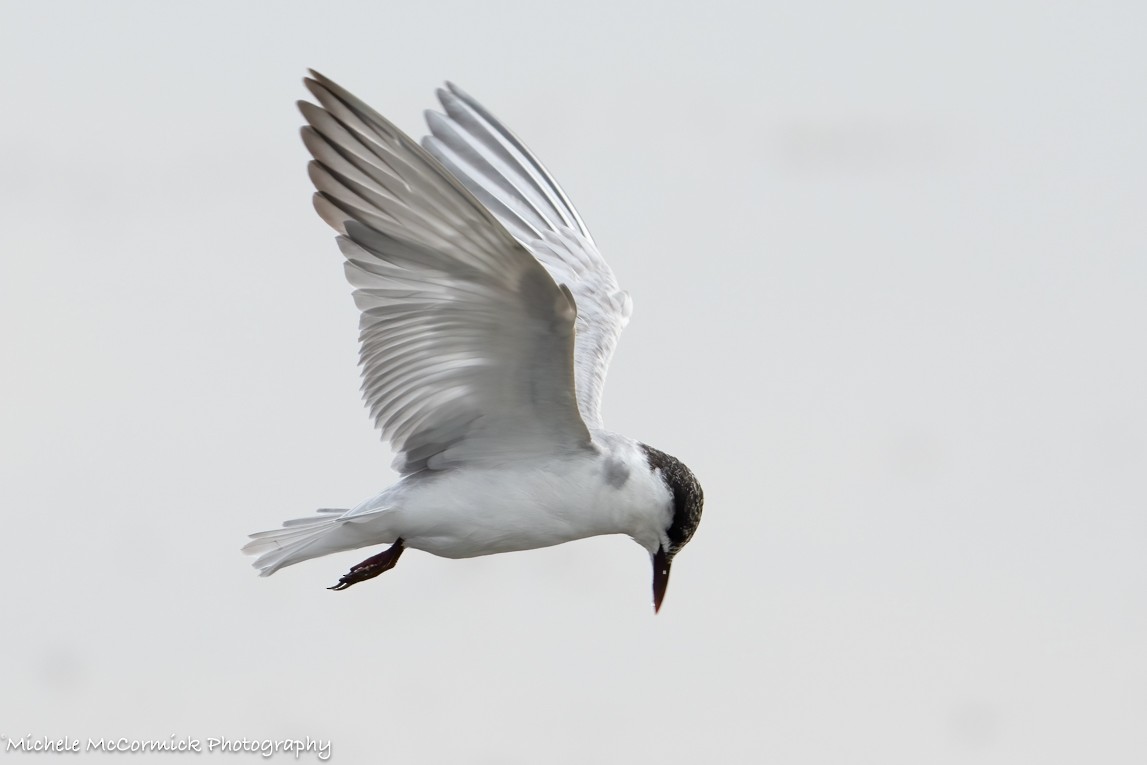 Whiskered Tern - ML642908527