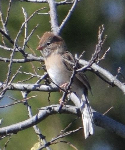 Field Sparrow - ML642908528