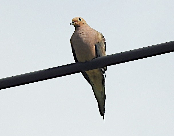 Mourning Dove - ML642908553