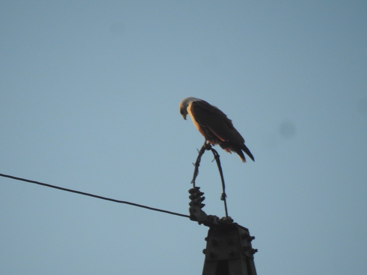 Brahminy Kite - ML642908556