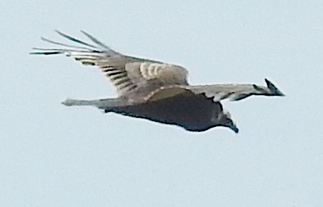 Turkey Vulture - ML642908559