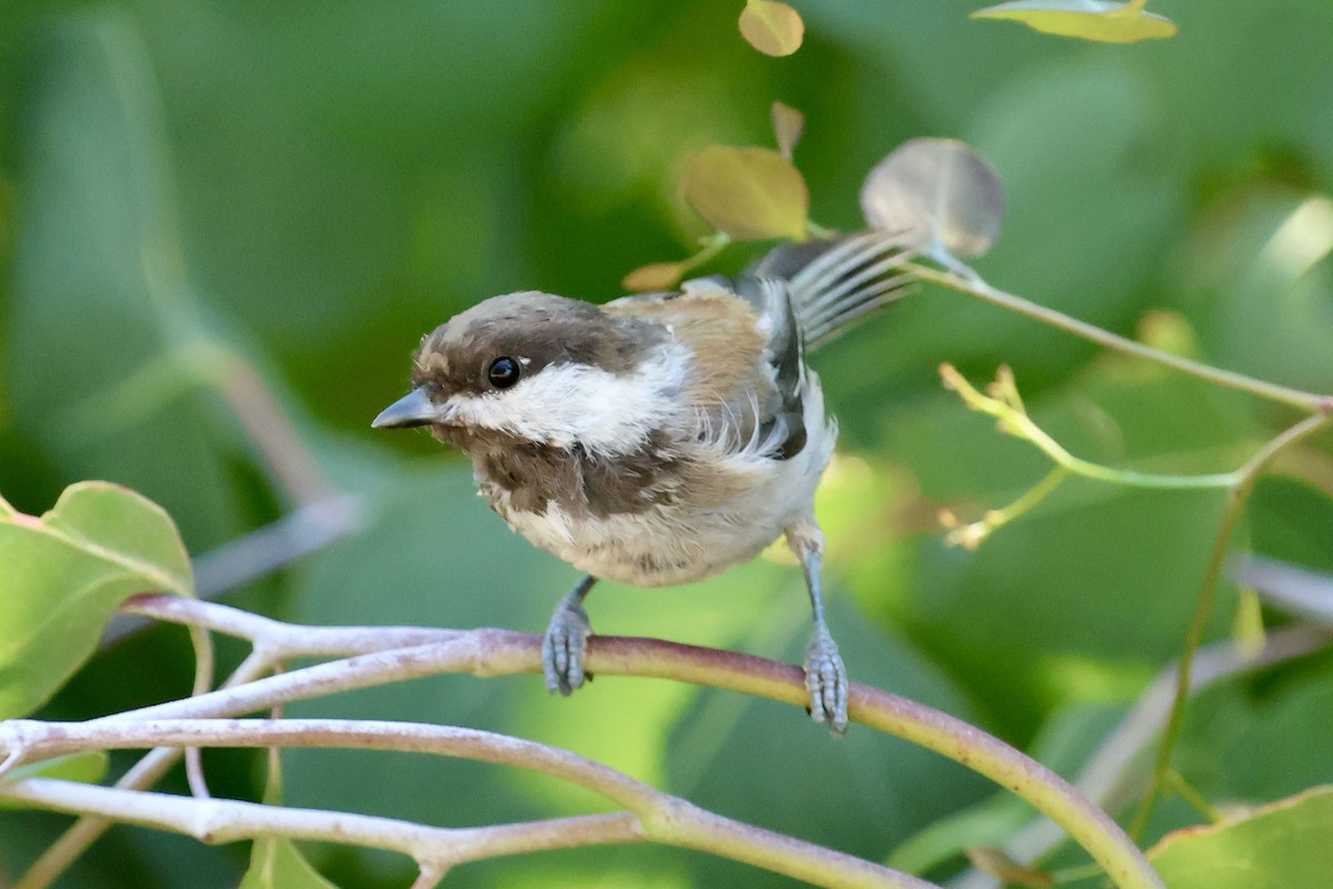 Chestnut-backed Chickadee - ML642908565