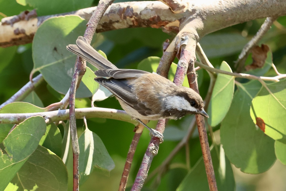 Chestnut-backed Chickadee - ML642908566