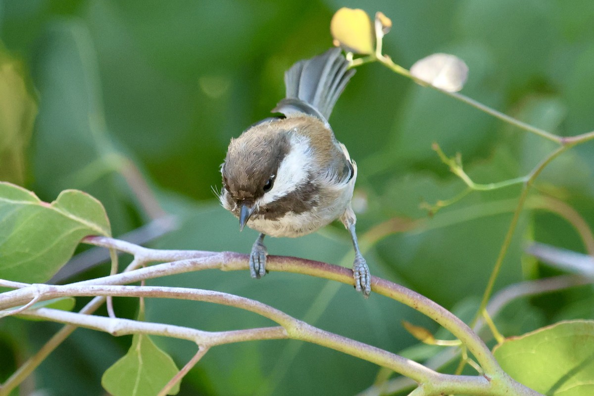 Chestnut-backed Chickadee - ML642908567