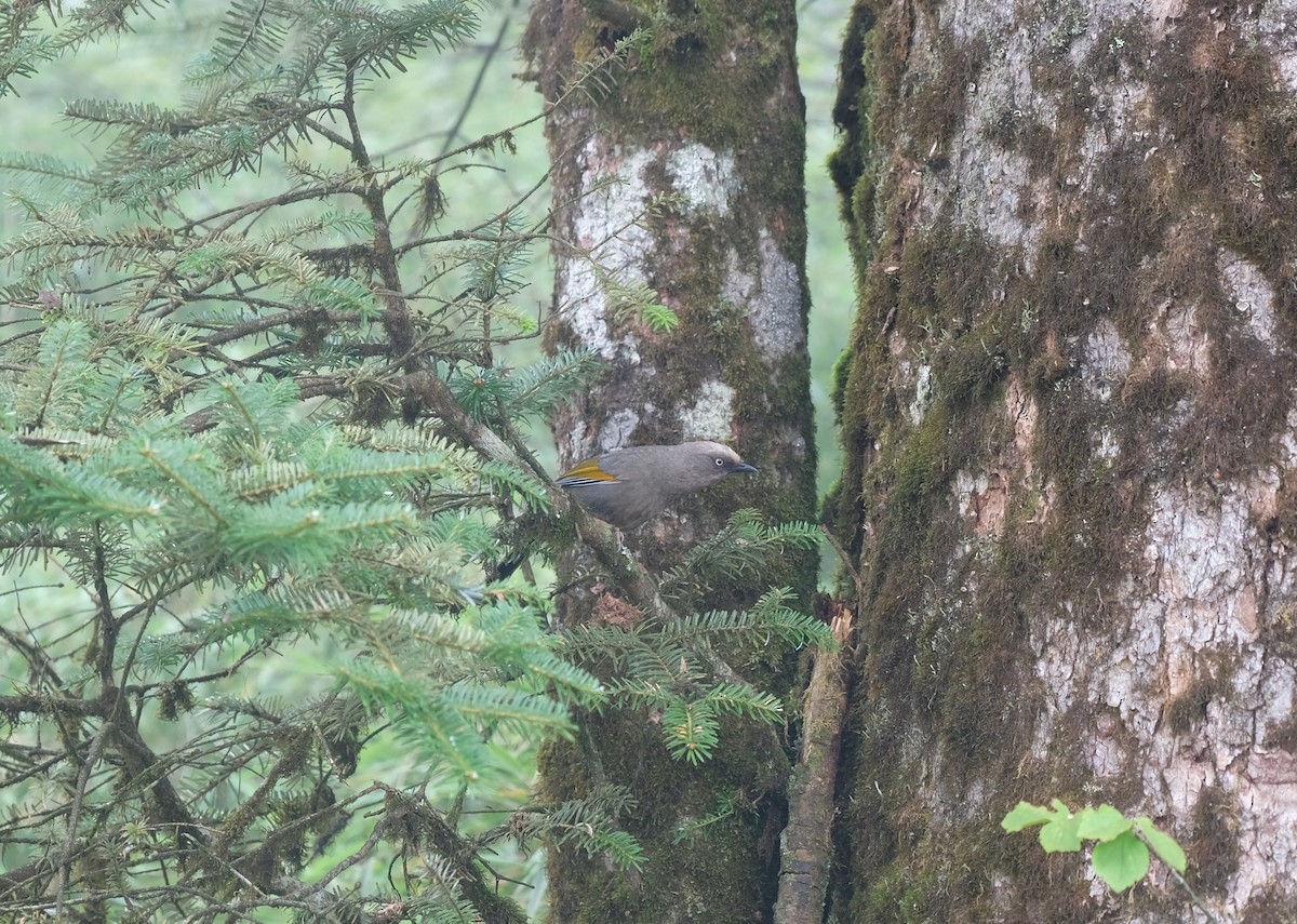 Elliot's Laughingthrush - ML642908570