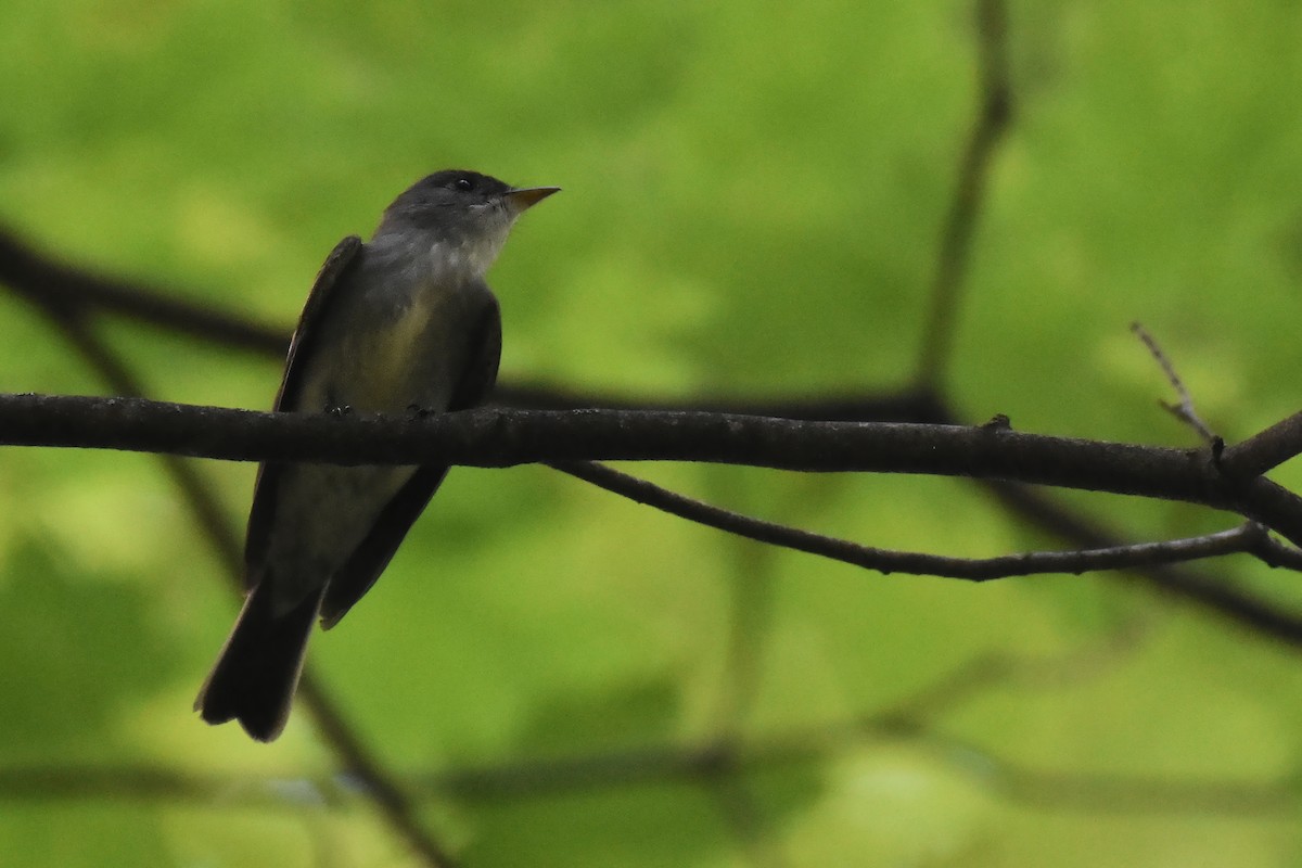 Eastern Wood-Pewee - ML642908580