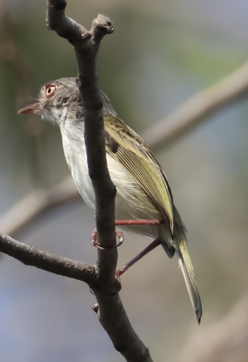 Pearly-vented Tody-Tyrant - ML642908583