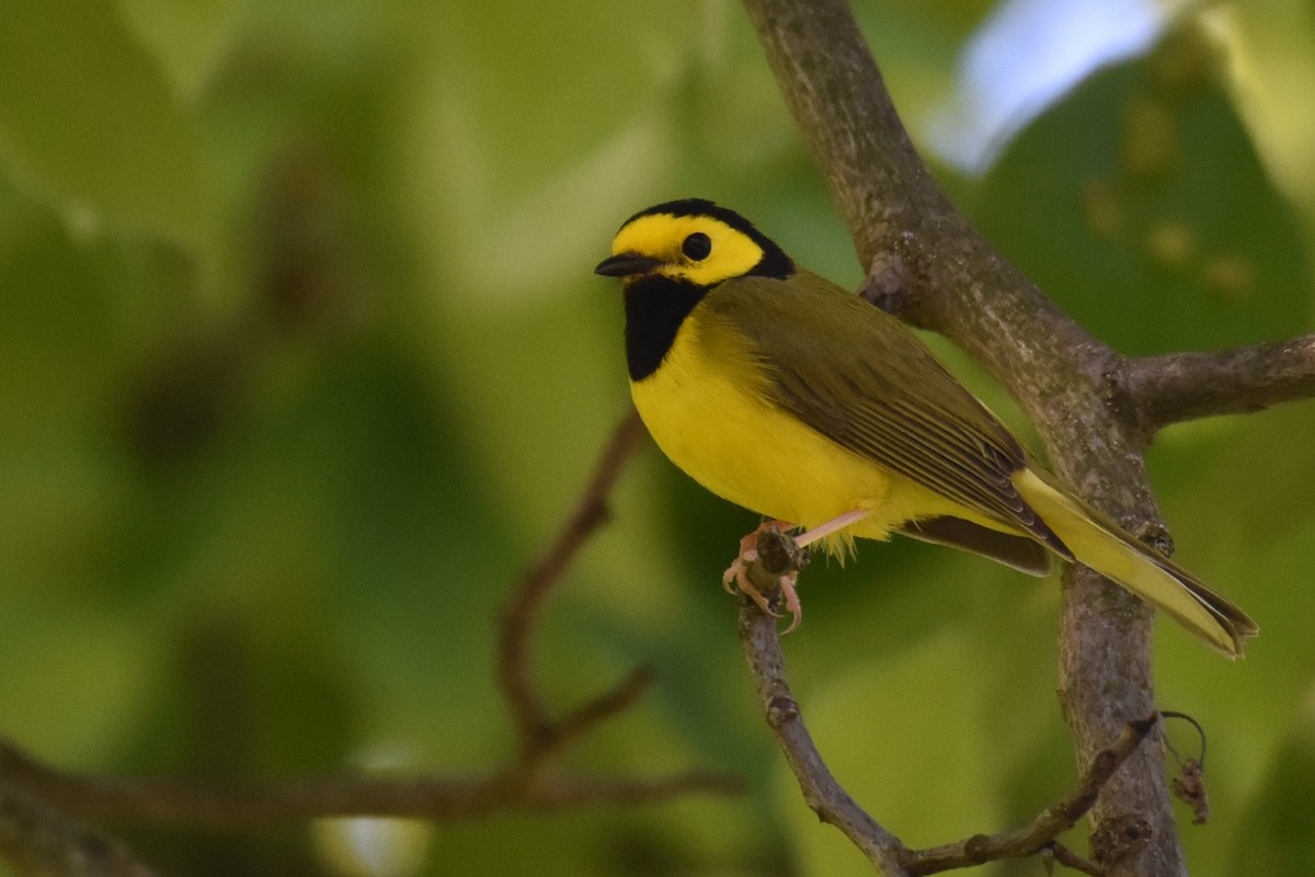 Hooded Warbler - ML642908587