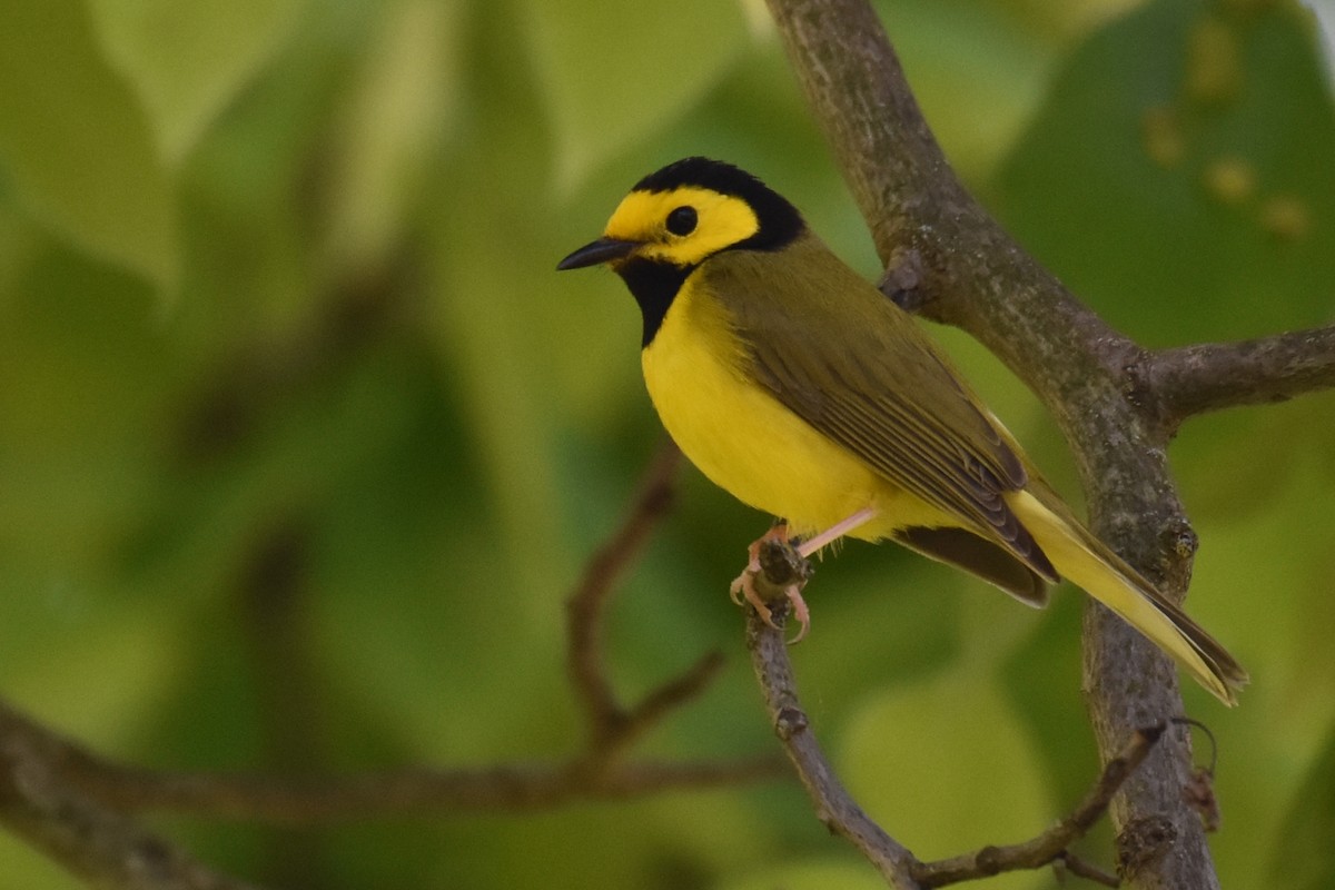 Hooded Warbler - ML642908588