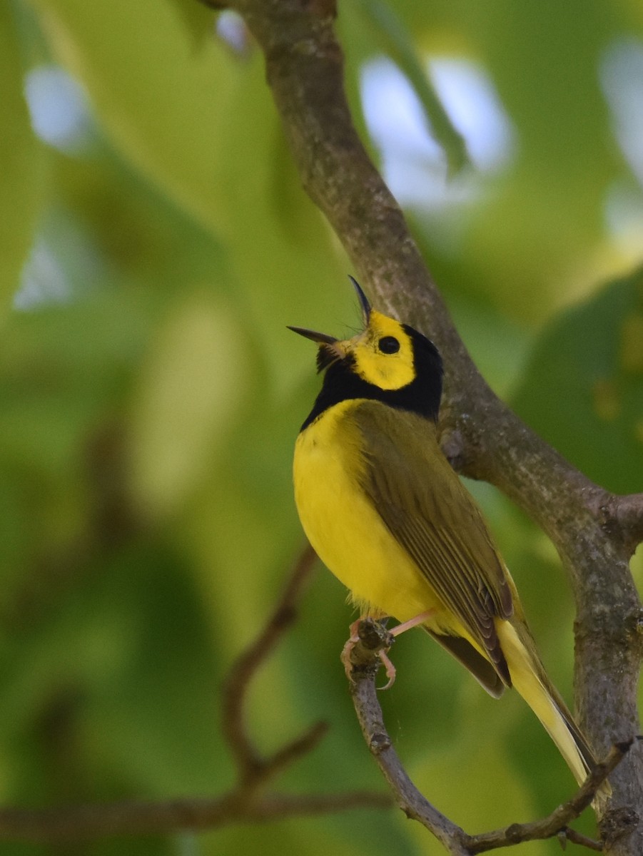 Hooded Warbler - ML642908589