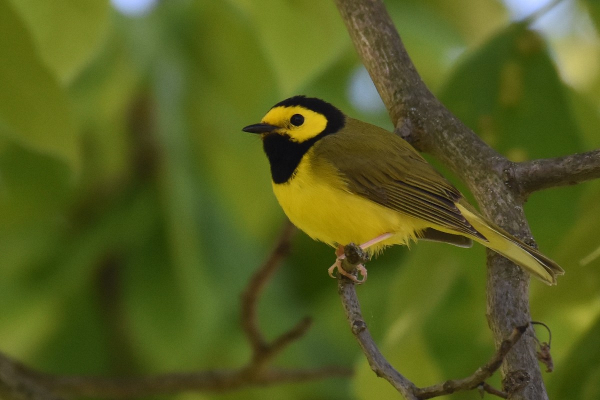 Hooded Warbler - ML642908590