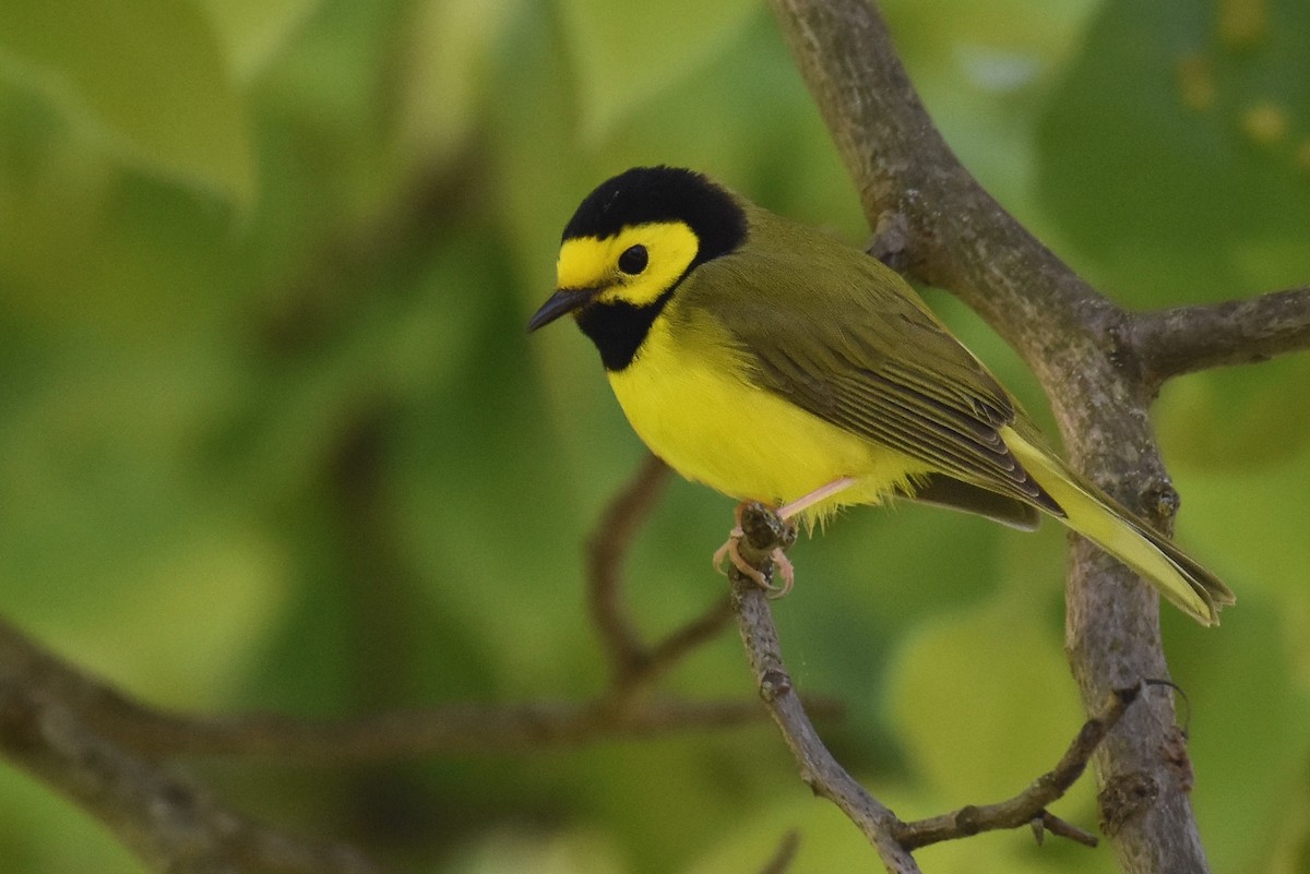 Hooded Warbler - ML642908591