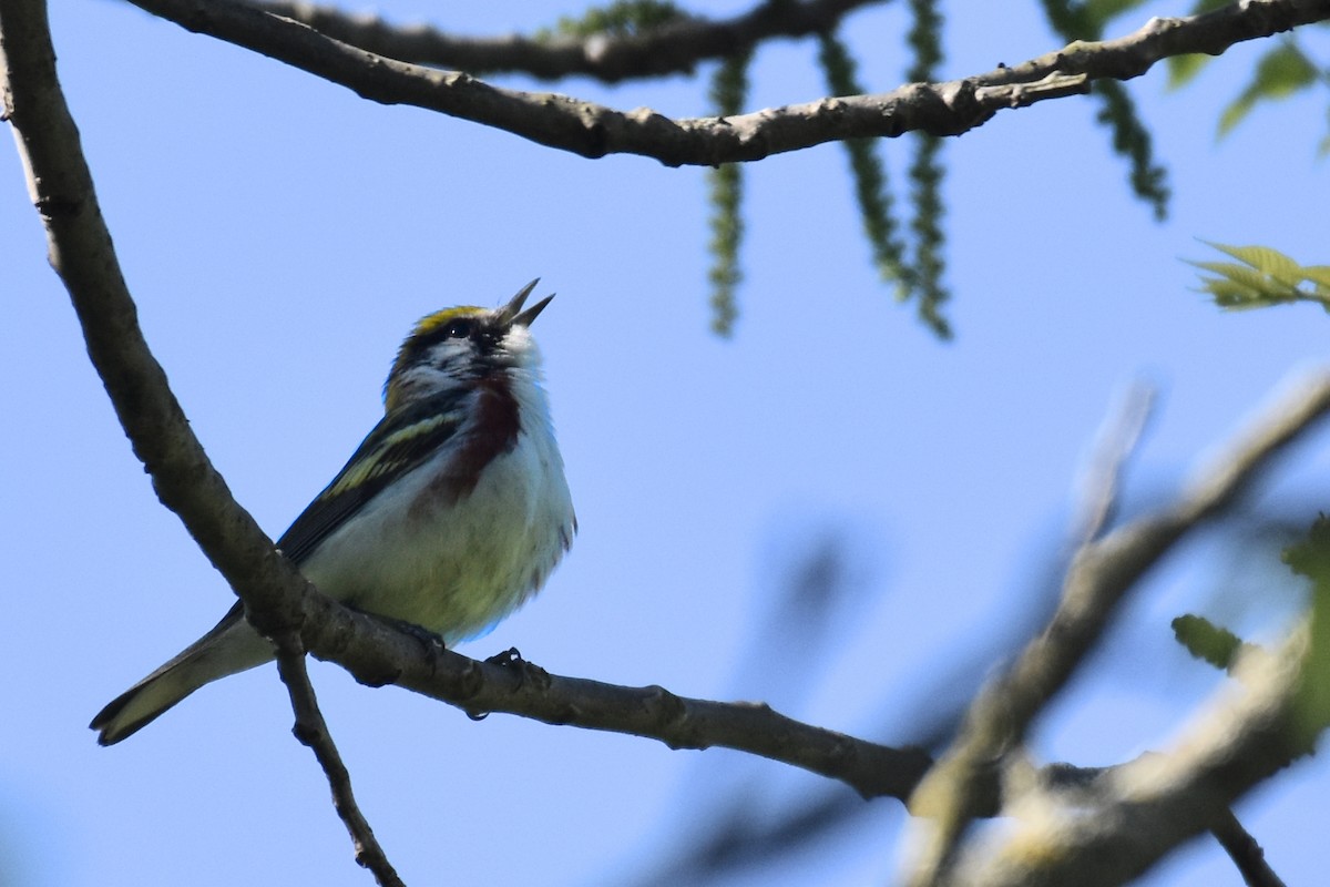 Chestnut-sided Warbler - ML642908596