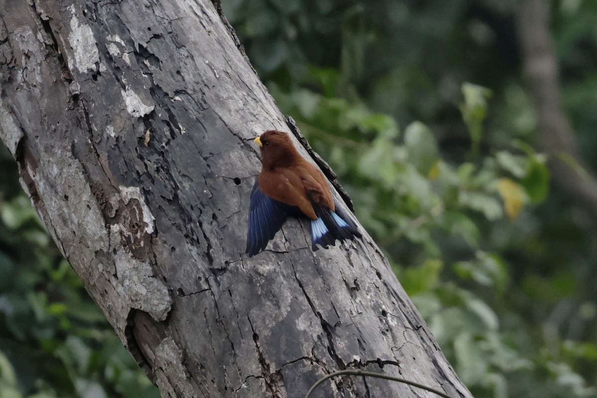 Carraca Gorjiazul - ML642908597