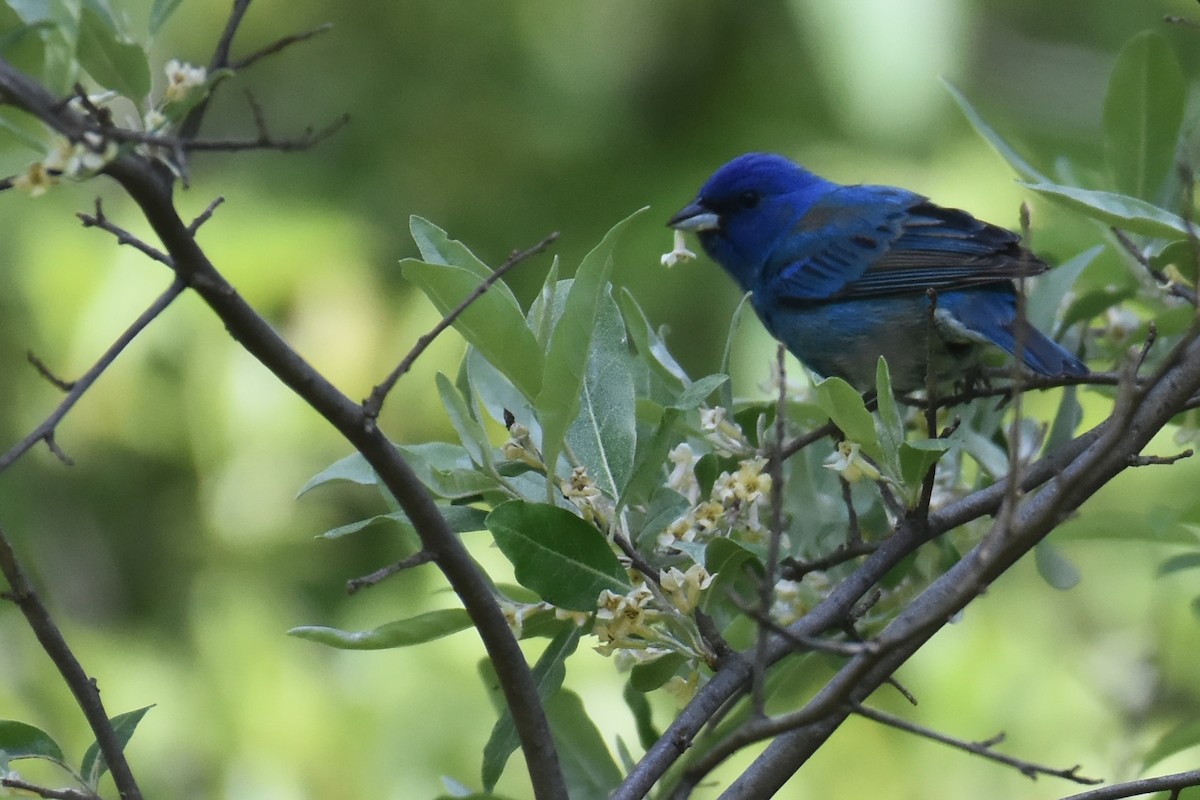 Indigo Bunting - ML642908599