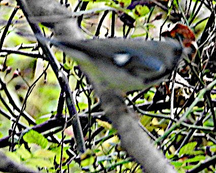 Black-throated Blue Warbler - ML642908616