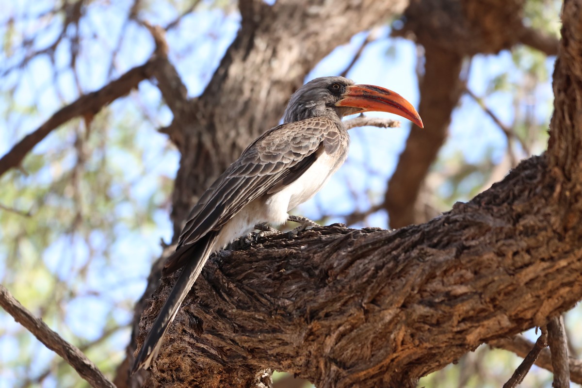 Bradfield's Hornbill - ML642908623